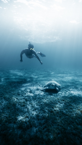 嵌入海底寻找海龟的图片