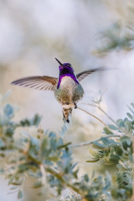 紫色飞翔的蜂鸟