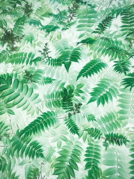 绿色透明的植物草