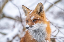 冬天里的北极狐动物图