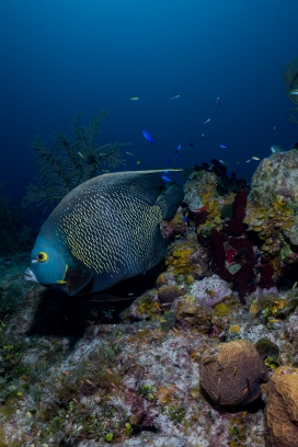 海洋中的刺盖鱼图