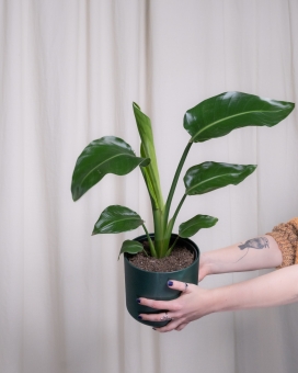 手捧龟背竹盆景