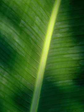 绿色芭蕉叶植物图