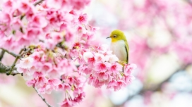 粉红花瓣中的绣眼鸟图片