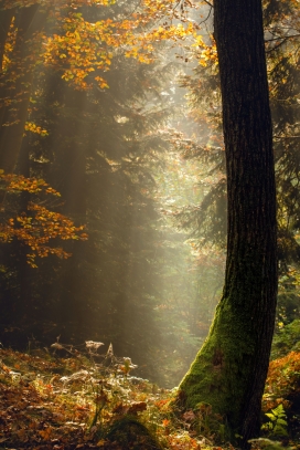 初夏森林树大自然风景图