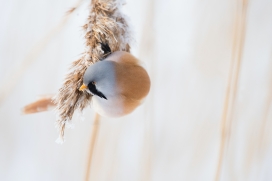 可爱的文须雀鸟