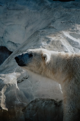 觅食的北极熊动物