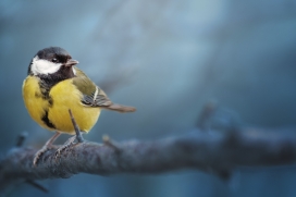 枝头上休息的黄色大山雀鸟