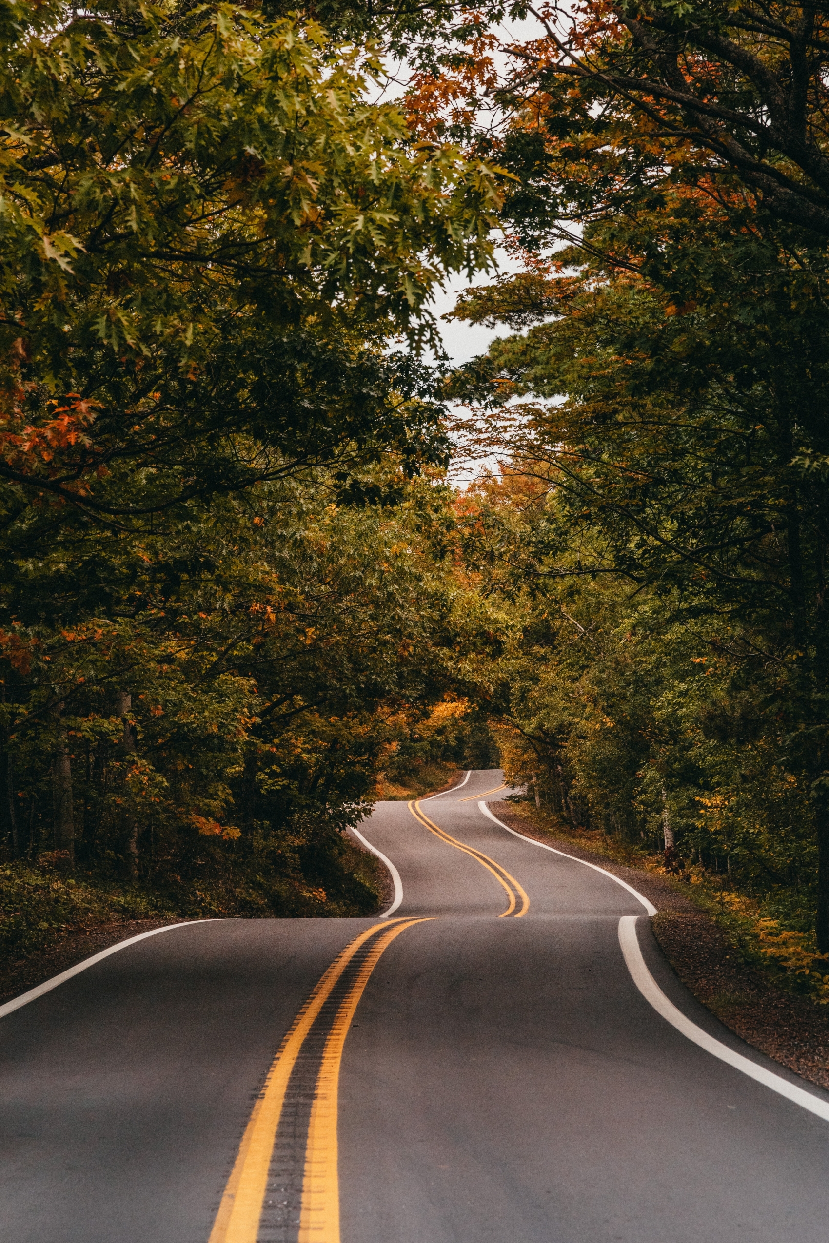 秋季双黄线公路图图片