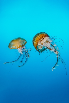 蓝色海洋中的水母