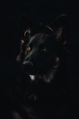 黑暗中的黑狗
