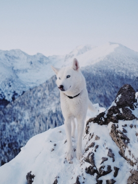 雪山顶上的白色哈士奇狗