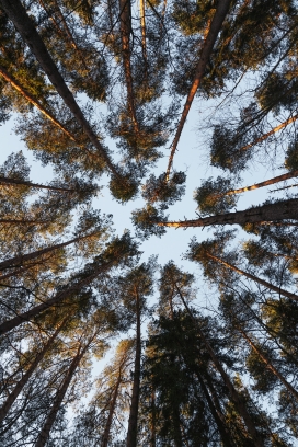 仰拍的森林树林