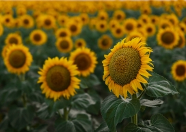 太阳花向日葵图片