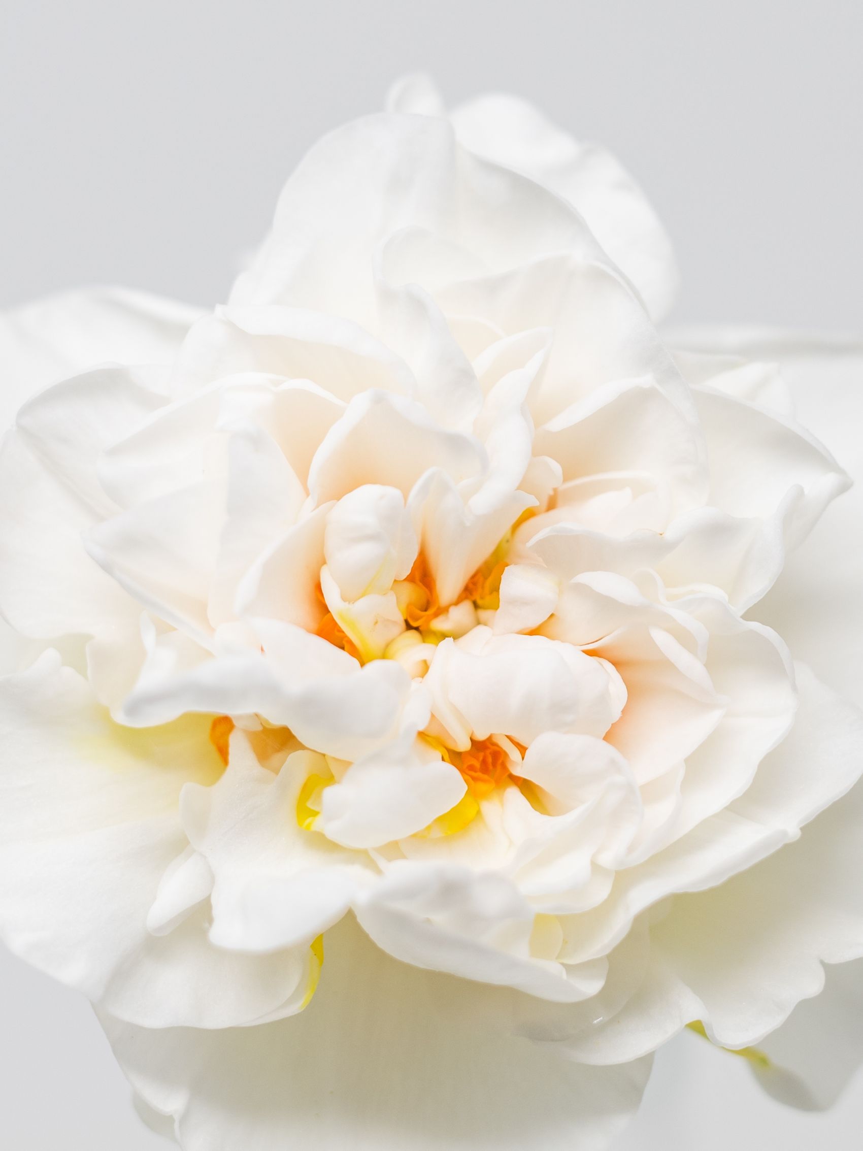 白色山茶花植物图片图片