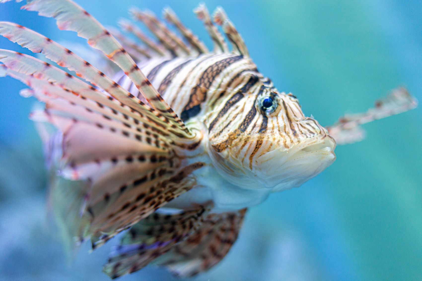 龙须狮子鱼图片图片