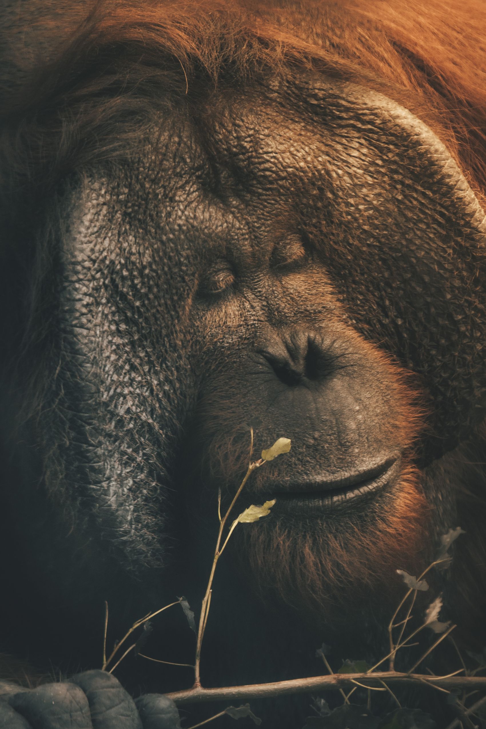 大猩猩睡在树下 库存例证. 插画 包括有 生物, 横向, 敌意, 大猩猩, 庭院, 例证, 图画, 动物区系 - 163202060