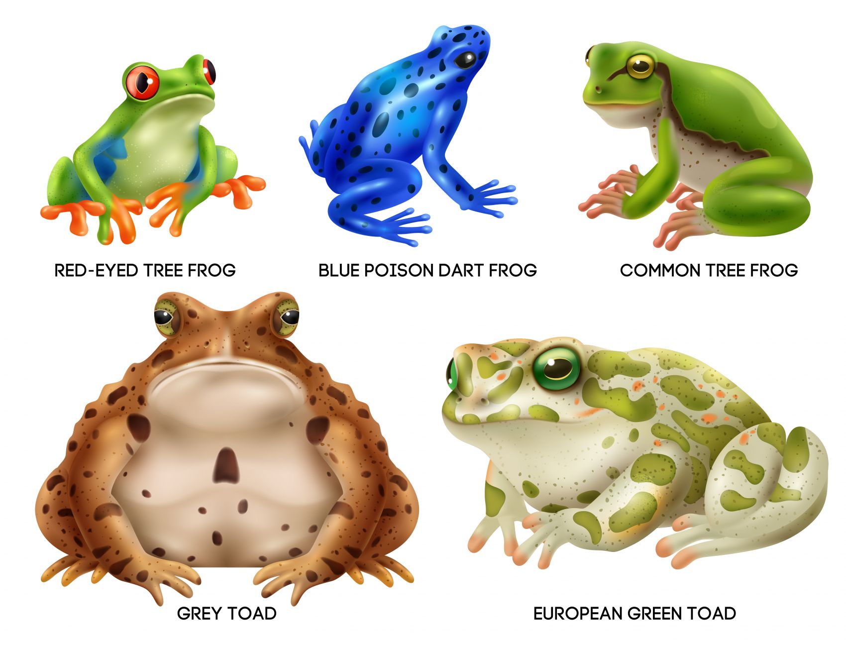 动物蛙类图谱图片素材-编号38913216-图行天下