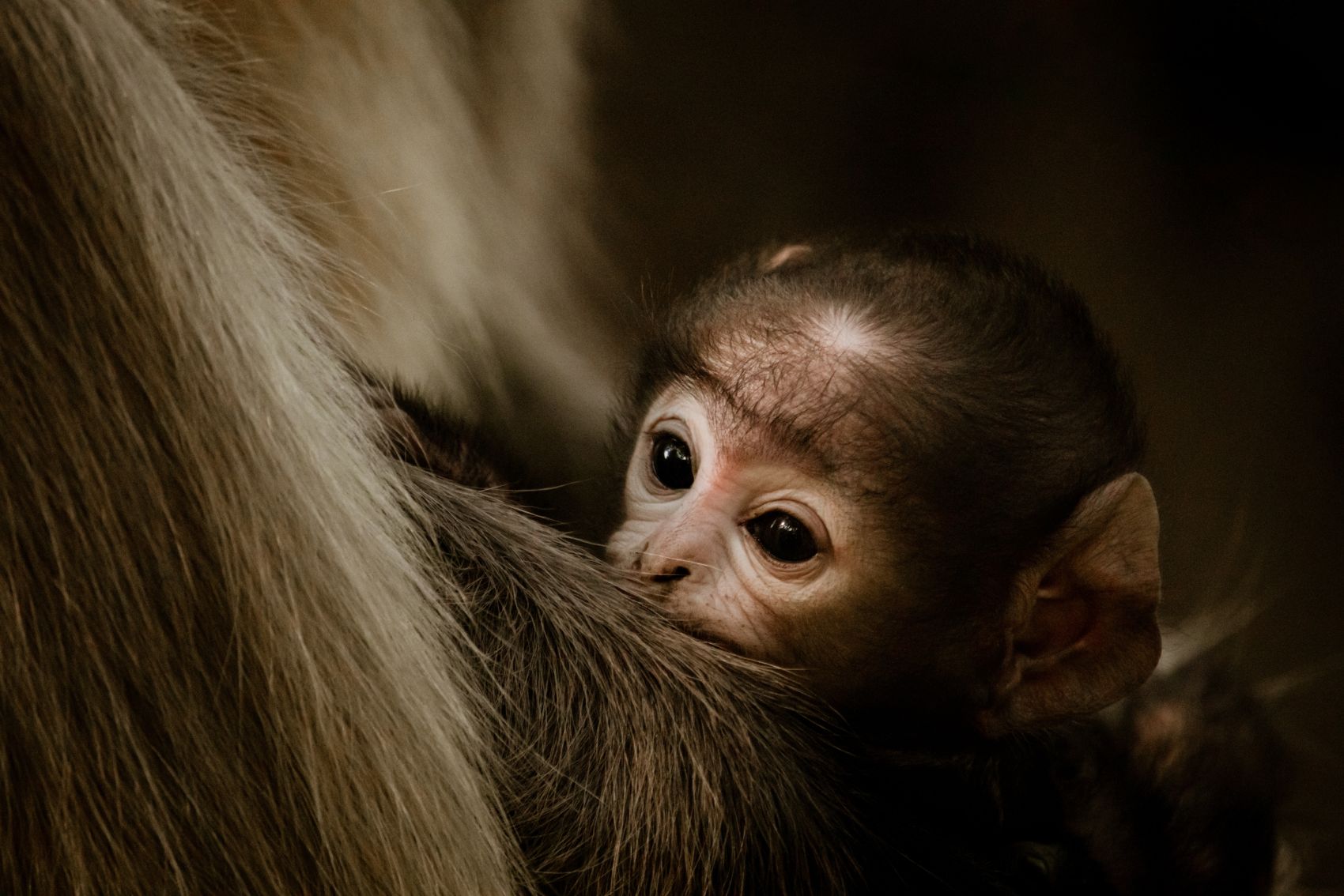 母猴哺乳jpg图片免费下载_编号vn3hoqm91_图精灵