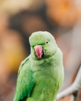 绿色鹦鹉鸟