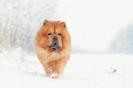 雪地中奔跑的松狮犬宠物狗