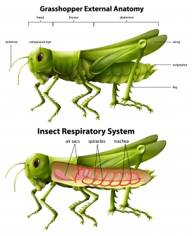 绿色卡通蚱蜢昆虫解剖图解