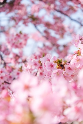 春季大山樱花图