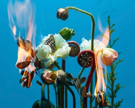 STUFF-种子花植物