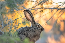 躲在草丛中的野兔子