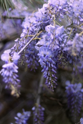 漂亮垂下来的紫藤花