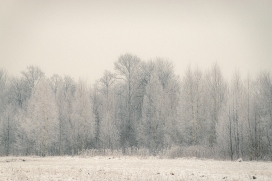 Ráno-树林风景图