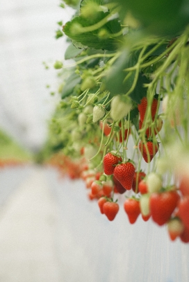 挂满新鲜红色草莓的植物