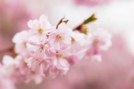 粉红色的梅花图片