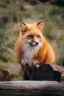 可爱的赤狐动物图片