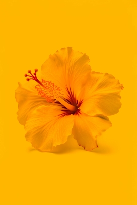 黄色的朱槿花瓣