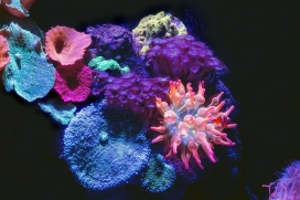 海洋海葵生物图