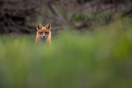 绿色草丛中的北极狐
