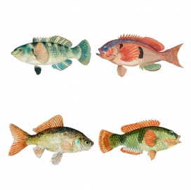 彩色矢量复古手绘鱼插图包