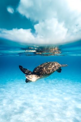 蓝色海洋中潜水玩的海龟