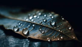 微距镜头下的树叶雨滴