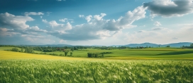 绿色小麦风景图