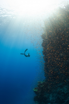 潜水蓝色海底拍摄鱼群的图
