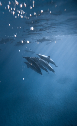 蓝色深海中的海豚鱼群