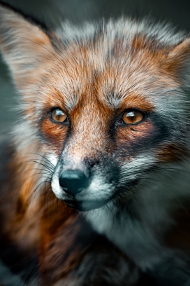 赤狐-狐狸属中的稀有品种，令人惊叹的美丽野兽！