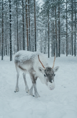 驯鹿冬寻-冬季森林中的求生之旅