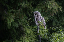 绿色树林中休息的灰林鸮鸟
