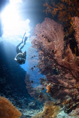 手持水下摄影机海底拍摄珊瑚礁图