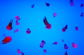 蓝色深海中的彩色水母