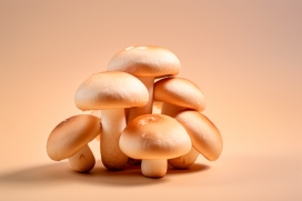 唯美蘑菇菌类植物写真图