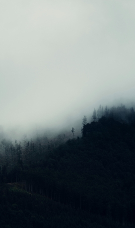 雾气雨林图